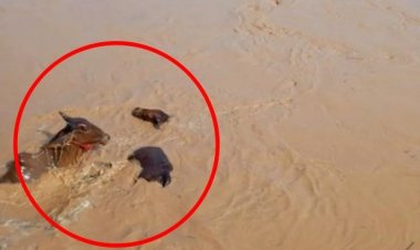 ฝนกระหน่ำหนัก 9 จังหวัดภาคเหนือวิกฤติ พืชสวนไร่นาเสียหายยับ