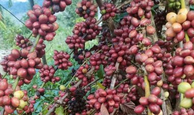 ปลูกกาแฟแทรกสวนยางพาราอีกทางรอดชาวสวนภาคใต้ ตลาดต้องการสูง