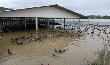 กรมปศุสัตว์ระดมช่วยเกษตรกรผู้เลี้ยงสัตว์ที่ประสบอุทกภัย