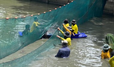 ซีพีเอฟ หนุนกรมประมง เดินหน้าจับปลาหมอคางดำต่อเนื่อง พร้อมมอบปลานักล่า 5,000 ตัว