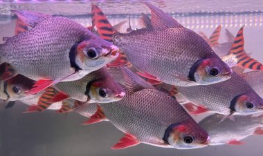 DNA จากกานา บทพิสูจน์ความจริงปลาหมอคางดำ