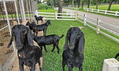 แพะภูพาน ดำที่ 5 สัตว์เศรษฐกิจตัวใหม่ สร้างงาน สร้างเงิน ให้เกษตรกร