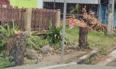 ทนายดังโวยลั่นใครสั่งตัดต้นคูณตามเขตทางหลวงบนขอบถนนอำนาจเจริญจนเหลือแต่ตอ