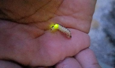 อรรศจรรย์!  พบหนอนเรืองแสงสีเขียวเหมือนหิ่งห้อยที่กบินทร์บุรี