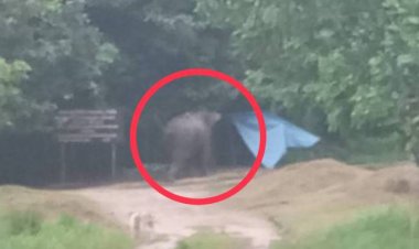 ชาวบ้านนาดีผวา! พบโขลงช้างป่าทับลานยกพลหากินข้างหมู่บ้านอีกแล้ว