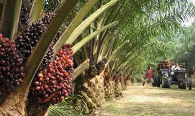 ชาวสวนใต้ร้องรัฐออกกฎเหล็กขายผลปาล์มต้องแจ้งยืนยันตัวตน-ห้ามรับซื้อผลปาล์มไม่ปรากฎแหล่งที่มา