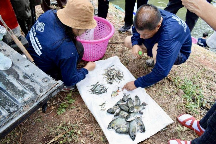 กรมประมงจับไม่หยุด “ล่าปลาหมอคางดำ” เดินหน้าฟื้นฟูความหลากหลายทางชีวภาพ