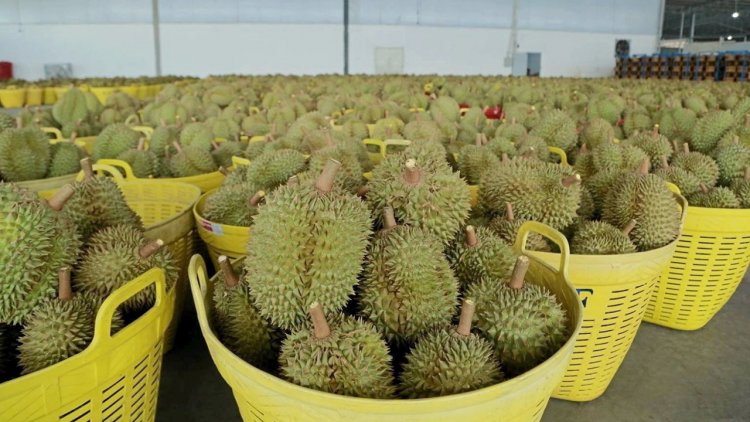 เอลนีโญพ่นพิษ จีดีพีเกษตรไตรมาส 2 หดตัว1.5%