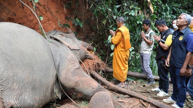 สลด!ช้างป่าหากินบนเขาเรดาร์ หักกิ่งเต่าร้างพาดสายแรงสูงถูกไฟฟ้าช็อตดับ