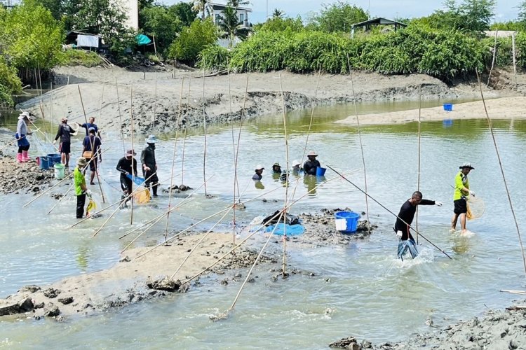 ประมงจังหวัดเพชรบุรี “ลงแขกลงคลอง”จับปลาหมอคางดำในคลองอีแอด ต.แหลมผักเบี้ย