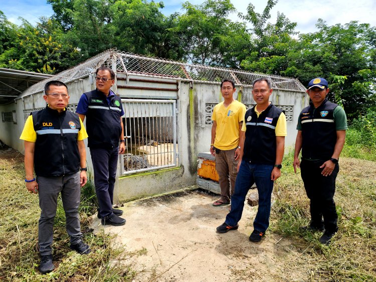 พิจิตรประมงตรวจเข้มฟาร์มเลี้ยงจระเข้หลังพบลูกหลานพญาชาละวันมีพัฒนาการต่อตัวปีนรั้วจะหนีออกจากบ่อเลี้ยง