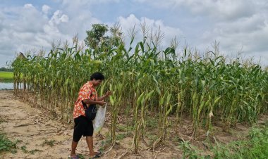 เกษตรกรโคราชพลิกผืนนา 1 ไร่ ปลูกพืชอายุสั้น 45 วัน โกยรายได้วันละ 1 พันบาท