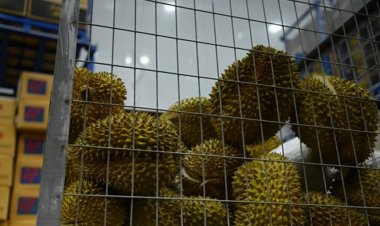 เร่งสกัดทุเรียนลักลอบนำเข้าสร้างความเสียหายแก่พืชเศรษฐกิจของไทย