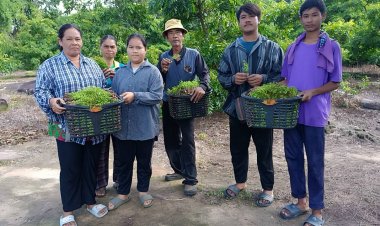 เกษตรกรนาดีปลูกสะเดามันทวาย ราคาสูงลิ่วกิโลกรัมละ160บาท  ไม่พอขายตลาดไม่ตาย