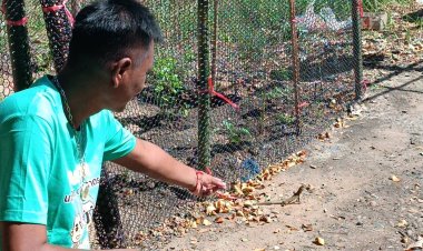 ลุง 67 ปี ไอเดียเจ๋ง อนุรักษ์ “แย้” ดูแลผักสวนครัวกำจัดศัตรูพืช