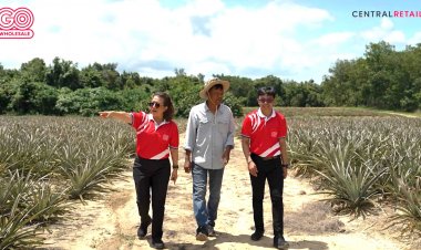 “สับปะรดภูเก็ต”  ของแท้ ต้องที่ “โก โฮลเซลล์”หนุนเกษตรกร สร้างรายได้ สืบสานรสชาติเอกลักษณ์ GI