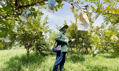 ขอนแก่นฝนตกชุก หนอนและเพี้ยแป้งระบาดสวนฝรั่ง ปีนี้ยืนต้นตายเกินครึ่ง