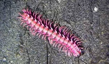 บุกถ้ำ!!แห่ชมกิ้งกือมังกรสีชมพูตัวแปลกปุ่มหนาคล้ายมังกร  สิ่งมีชีวิตชนิดใหม่อันดับ 3 ของโลก