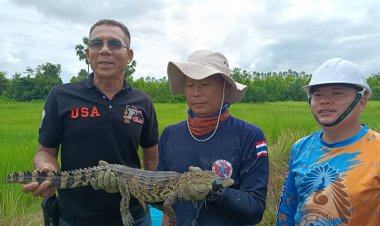 หน่วยกู้ภัยมูลนิธิสัจจะพุทธธรรมกบินทร์บุรีบุกจับได้แล้วจระเข้นอนอาบแดดในบ่อปลา
