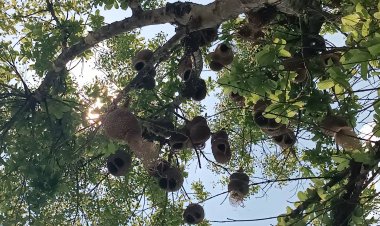 ฮือฮา!นกกระจาบตั้งหมู่บ้านบนต้นกระทุ่มนับร้อยรัง กลางทุ่งนาที่โคราช