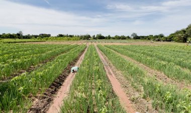 ขอนแก่นฝนตกชุก สวนต้นหอม-พริก เจอรากเน่า ใบเหลือง เสียหายหนัก เกษตรกรขาดทุนยับ