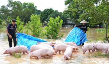 มาตรการป้องกันและดูแลปศุสัตว์ ในภาวะอุทกภัย พร้อมวิธีบริโภคเนื้อสัตว์ให้ปลอดภัย