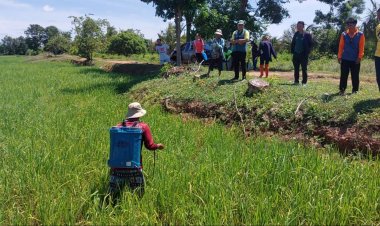 เกษตรกรเสิงสางเร่งกำจัดเพลี้ยกระโดดสีน้ำตาลบุกแปลงนาข้าวแนะนำใช้สารชีวภัณฑ์