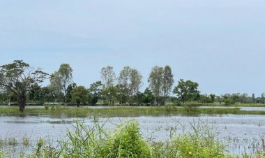 เกษตรกรระทมน้ำท่วมหนองคายนานนับสัปดาห์ นาข้าว-พืชผลเสียหายกว่า3หมื่นไร่