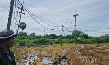 เดือดร้อนหนัก!สายสื่อสารหล่นขวางที่นา หว่านข้าวไม่ได้ แถมเสาไฟเอียง ไร้รัฐเหลียวแล