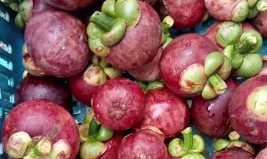 อากาศแปรปรวน “แปลงใหญ่มังคุดตำบลแม่ขรี”ผลผลิตลดลง 50 %