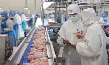 จีนเชื่อมั่นคุณภาพมาตรฐานไก่ไทยรับรองโรงงานส่งออกเพิ่มอีก 3 โรง คาดตลาดโต 1.8 หมื่นล้าน