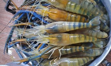 สหรัฐอเมริกาปลดกุ้งไทยออกจาก Blacklist การใช้แรงงานเด็ก