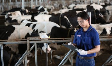 ม.แม่โจ้ จับมือ ซีพี-เมจิ ผลักดันงานวิจัย หนุนผู้เลี้ยงโคนมในภาคเหนือ เข้าถึงเทคโนโลยีทันสมัย