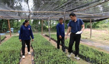 หนุนเกษตรกรปลูกต้นอะคาเซียนบนคันนา-พื้นที่เปล่าแก้ปัญหาดินเค็มได้อย่างยั่งยืน