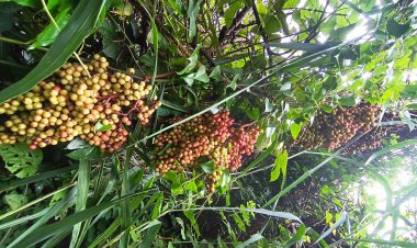 “ส้มโก่ย” ผลไม้ป่าสุดสวย  ชาวบ้านโคราช นำมาปรุงเมนูสุดแซ่บ หากินยาก มีเฉพาะหน้าฝน