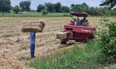 เกษตรกรโคราช หันมาอัดฟางแท่งนาปรังขาย สร้างรายได้เสริม วันละเกือบหมื่นบาท