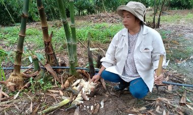 ผวาทั้งหมู่บ้าน!โขลงช้างป่าทับลานยกทัพบุกทำลายพืชผลยกสวน