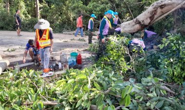 ระทึก!ต้นไทรขนาด 10 คนโอบ ล้มทับกระบะโชคดีคนขับไม่ได้รับบาดเจ็บ