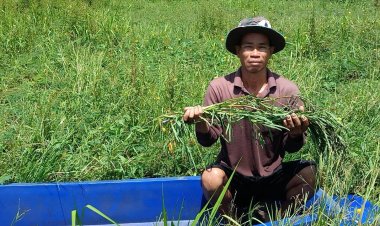เกษตรกรกบินทร์บุรีปลูกผักกระเฉดชะลูดน้ำขายโกยรายได้เดือนละสองหมื่นบาท