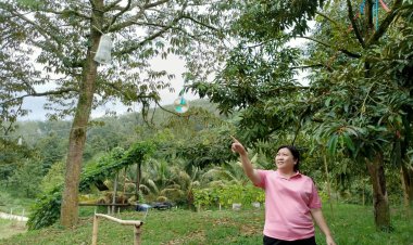 ยกแปลงต้นแบบการใช้แสงไฟLEDป้องกันหนอนเจาะเมล็ดทุเรียน