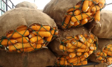 ส.อาหารสัตว์ชี้สัญญานอันตราย “บอนไซภาคปศุสัตว์ทั้งระบบ”ย้ำรัฐต้องแก้นโยบายวัตถุดิบทันที