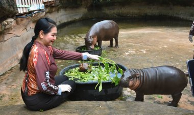 สวนสัตว์ขอนแก่นก็มีเด้อ!“หมูด้วง”หลาน "หมูเด้ง" ลูกฮิปโปแคระสุดน่ารักอายุ 5 เดือน