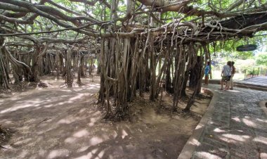 นทท.แห่ชมอุทยานไทรงามโคราชคึกคัก หลังแผ่กิ่งก้านสวยงามรับหน้าฝน