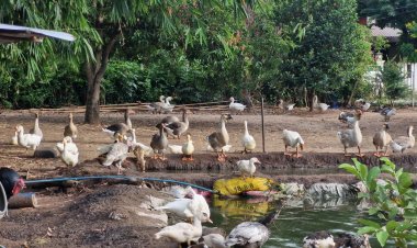 สาวใหญ่สู้ชีวิต ผันตัวเลี้ยงไก่ เป็ด ห่าน ไก่งวง หมูป่า รายได้ปังครึ่งแสนต่อเดือน