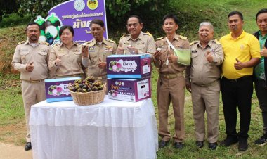 ปีทองชาวสวนปลูกมังคุดในสายหมอกเบตงราคาดีส่งออกตลาดในและต่างประเทศ