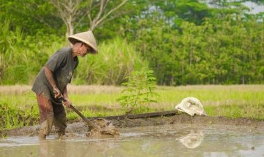 สคร.9โคราชเตือนเกษตรกรอย่าเดินลุยน้ำเสี่ยงติดเชื้อโรคไข้ดินป่วยแล้ว 94 ราย เสียชีวิต 2 ราย