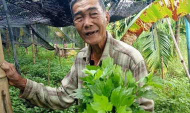 ไม่สนผักแพง!คุณตาวัย 81 ปี ปลูกสวนครัวกินเองเหลือส่งขายแทบไม่ทัน