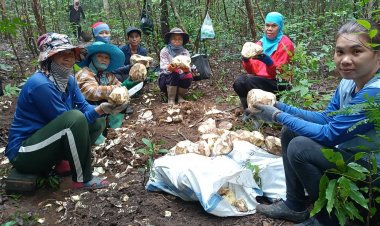 คนนาดีขุดกลอยเตรียมงานประเพณี ตักบาตรทำบุญกินกลอย เดือนสิบ 10 หนึ่งเดียวในประเทศ