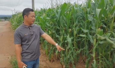 ฝนตกลงมาชาวไร่ข้าวโพดโล่งใจช่วยข้าวโพดออกฝักหลังทิ้งช่วงไปนาน