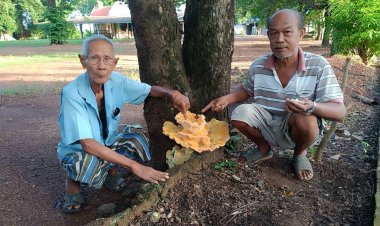ไม่พลาด!คอหวยแห่ส่องเลขเด็ดเห็ดสีทองดอกยักษ์โผล่ใต้ต้นคูณที่วัดหนอคล้าปราจีนบุรี